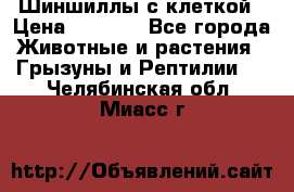 Шиншиллы с клеткой › Цена ­ 8 000 - Все города Животные и растения » Грызуны и Рептилии   . Челябинская обл.,Миасс г.